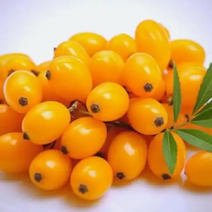 sea buckthorn