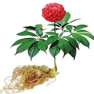 San Qi (Tian Qi) Notoginseng