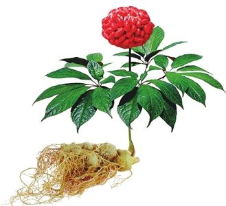San Qi (Tian Qi) Notoginseng Powder (tienchi Powder) - Ginseng extract