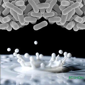 Anti Freeze Protein (AFP)