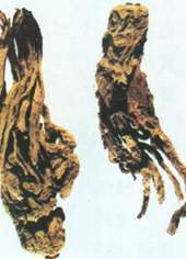 Angelica Root extract