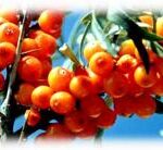 sea buckthorn