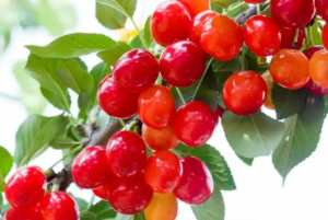 cherry extract natural vitamin c