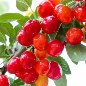 cherry extract natural vitamin c