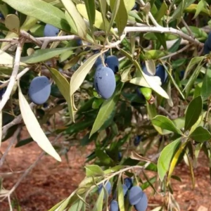 Extra Virgin olive oil