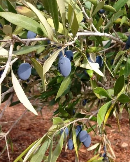 Extra Virgin olive oil